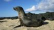A female Galápagos fur seal on a rock