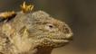 Galápagos land iguana close-up