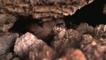 Galápagos petrel in a cave