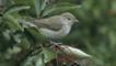 Garden warbler on elderberry tree