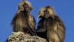 Two male gelada baboons sitting on a rock