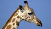 A profile of a giraffe