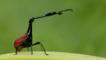 Giraffe-necked weevil on a leave in Madagascar 