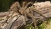 Goliath bird-eating spider on a log