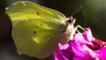 Male brimstone feeding on knapweed