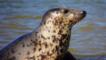 Close-up of a grey seal lying on sand