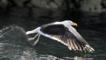 Great black-backed gull taking off from the sea