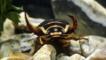 A great diving beetle walking underwater towards the camera