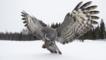 Great grey owl hunting in the snow
