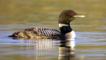 Great Northern diver adult in breeding plumage on water in evening light