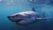 A great white shark swimming