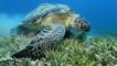 Green sea turtle feeding on sea weed in a meadow