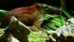 Grey-faced sengi amongst leaf litter on rainforest floor