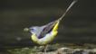 Grey wagtail collecting food for nestlings at the edge of a stream