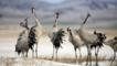 Common cranes calling with heads raised in the air