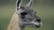 Guanaco llama portrait