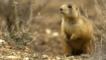 Gunnison's prairie dog