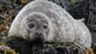 Common seal rests on the beach 