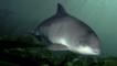 Harbour porpoise in the Irish sea