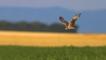 Montagu's harrier in flight over field