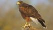 Harris hawk on a log