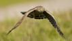 Hen harrier in flight