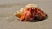 Hermit crab peering from a mollusc shell