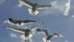 Looking up at herring gulls in flight