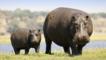 Hippopotamus standing with a calf next to water