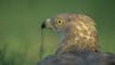 Rear view of a honey buzzard looking around