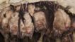 Greater horseshoe bat colony hibernating in a cave