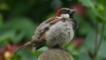 House sparrow on a branch