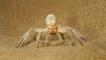 Dancing white lady spider 'dancing' in defensive threat display on sand dune