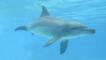 Indo-Pacific bottlenose dolphin in waters off South Africa 