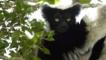 Indri in a tree
