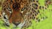Close-up of jaguar looking into camera
