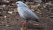 Kagu walking on forest floor