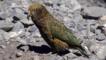 A young kea on the ground