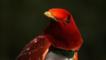King bird of paradise portrait 