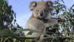 A young koala sitting in a tree