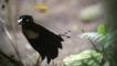 A six-wired bird of paradise showing feathers