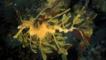 Leafy sea dragon underwater