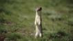 Weasel standing up on hind legs