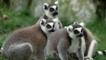Ring-tailed lemur group sitting on the ground