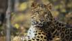 Close-up of a sitting Amur leopard