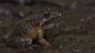 Coastal mud frog in mud