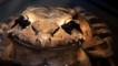 Close-up of a mountain chicken frog