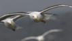 Lesser black-backed gulls in flight