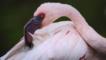 A lesser flamingo preens its feathers with its large hooked beak