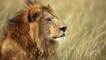 Portrait of a male lion sitting in the grass